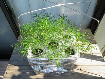 オカヒジキ の水耕栽培をリベンジします 今度は種蒔き時期を守って育てます 春色ソレイユ