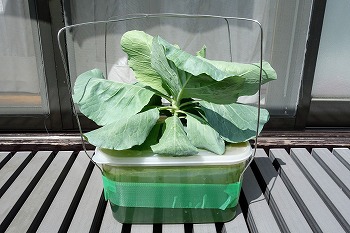 灯油ポンプ を使って水耕栽培装置の液肥を交換しています あるとないとでは大違いです 春色ソレイユ