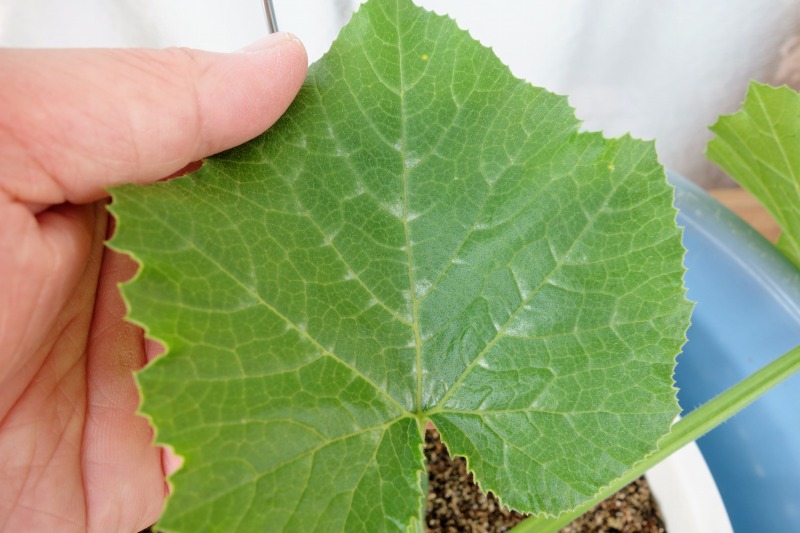 f:id:haruirosoleil:20200502152156j:plain