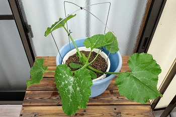 f:id:haruirosoleil:20200509205118j:plain