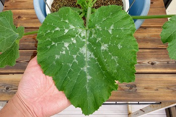 f:id:haruirosoleil:20200509205130j:plain