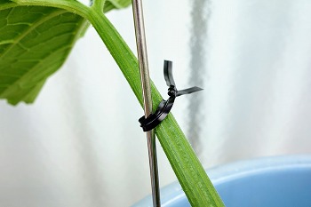 f:id:haruirosoleil:20200509205146j:plain