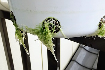 f:id:haruirosoleil:20200509205157j:plain