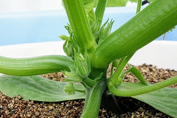 f:id:haruirosoleil:20200509205323j:plain