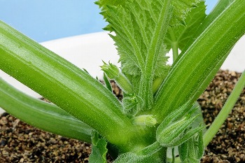 f:id:haruirosoleil:20200509205338j:plain