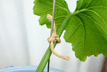 f:id:haruirosoleil:20200509205350j:plain