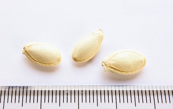 f:id:haruirosoleil:20200509210908j:plain