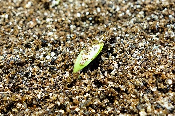 f:id:haruirosoleil:20200509211004j:plain