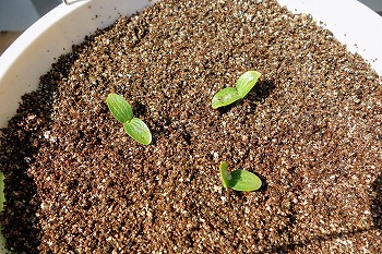 f:id:haruirosoleil:20200509211014j:plain