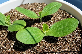 f:id:haruirosoleil:20200509211053j:plain