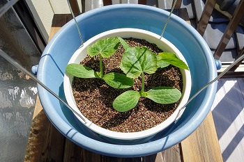 f:id:haruirosoleil:20200509211109j:plain