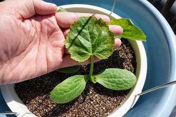 f:id:haruirosoleil:20200509211120j:plain