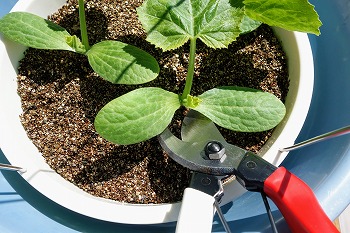 f:id:haruirosoleil:20200509211130j:plain