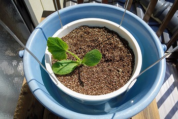 f:id:haruirosoleil:20200509211140j:plain