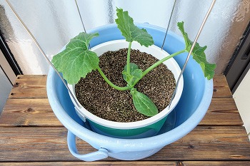 f:id:haruirosoleil:20200509211154j:plain