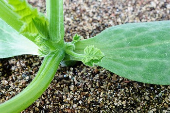 f:id:haruirosoleil:20200509211207j:plain