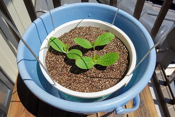 f:id:haruirosoleil:20200509214234j:plain