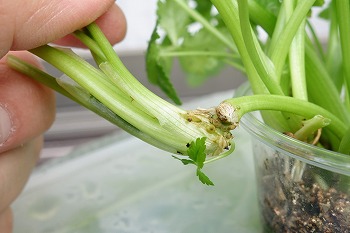 f:id:haruirosoleil:20200510152459j:plain