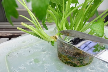 f:id:haruirosoleil:20200510152510j:plain