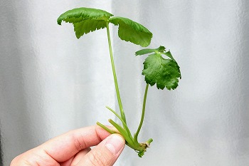 f:id:haruirosoleil:20200510152520j:plain