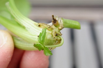 f:id:haruirosoleil:20200510152533j:plain