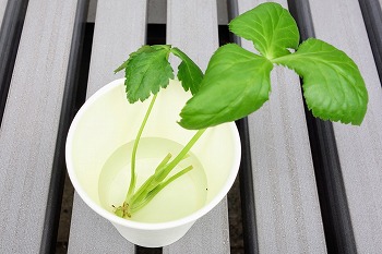 f:id:haruirosoleil:20200510152544j:plain