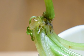 f:id:haruirosoleil:20200510152611j:plain