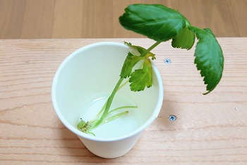 f:id:haruirosoleil:20200510152621j:plain