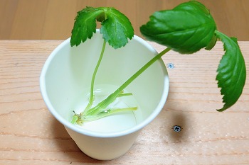 f:id:haruirosoleil:20200510152908j:plain