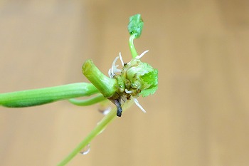 f:id:haruirosoleil:20200510152934j:plain