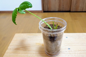 f:id:haruirosoleil:20200510152944j:plain