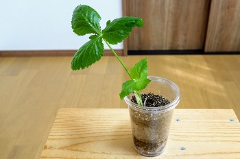 f:id:haruirosoleil:20200510152954j:plain