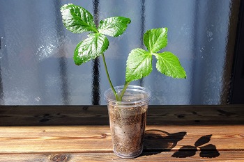 f:id:haruirosoleil:20200510153015j:plain