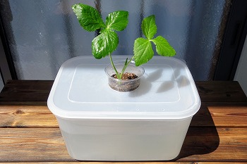 f:id:haruirosoleil:20200510153037j:plain