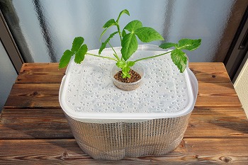 f:id:haruirosoleil:20200510153048j:plain