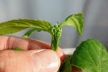 f:id:haruirosoleil:20200510153108j:plain