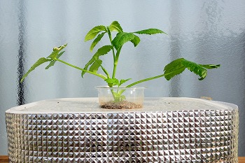 f:id:haruirosoleil:20200510153920j:plain