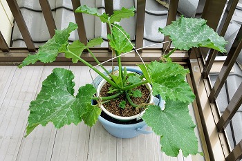 f:id:haruirosoleil:20200516204507j:plain