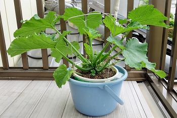 f:id:haruirosoleil:20200516204511j:plain