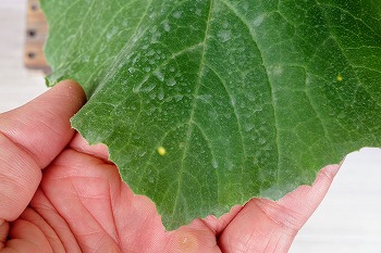 f:id:haruirosoleil:20200516204514j:plain