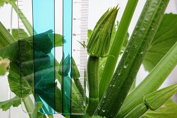 f:id:haruirosoleil:20200516204518j:plain