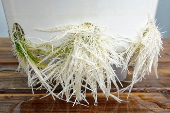 f:id:haruirosoleil:20200516204704j:plain