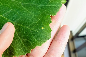 f:id:haruirosoleil:20200516205428j:plain