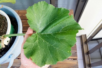 f:id:haruirosoleil:20200516205809j:plain