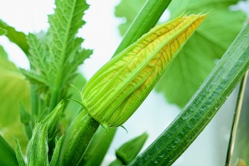 f:id:haruirosoleil:20200517165044j:plain