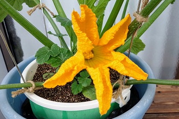 f:id:haruirosoleil:20200518212220j:plain