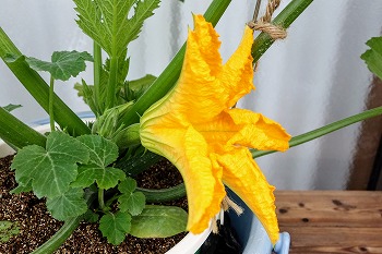 f:id:haruirosoleil:20200518212225j:plain