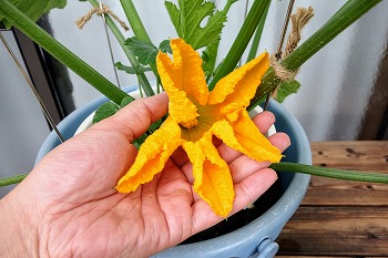 f:id:haruirosoleil:20200518212229j:plain