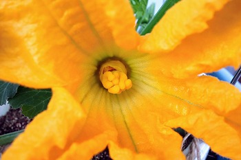 f:id:haruirosoleil:20200518212233j:plain