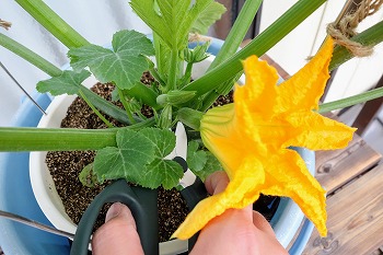 f:id:haruirosoleil:20200518212237j:plain